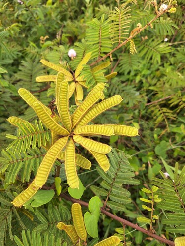 Giant Sensitive Plant
