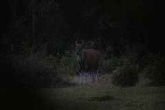 Bos javanicus