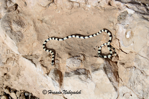 Photo of a Dark-headed Dwarf Racer (nigrofasciatus) (Eirenis nigrofasciatus)
