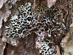 Hypogymnia incurvoides