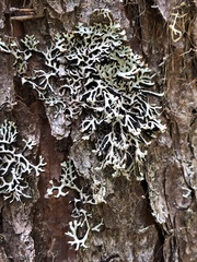 Hypogymnia incurvoides