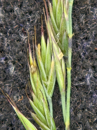 Foto de Festuca azul