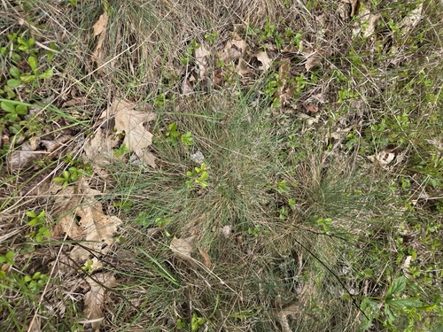 Foto de Festuca azul