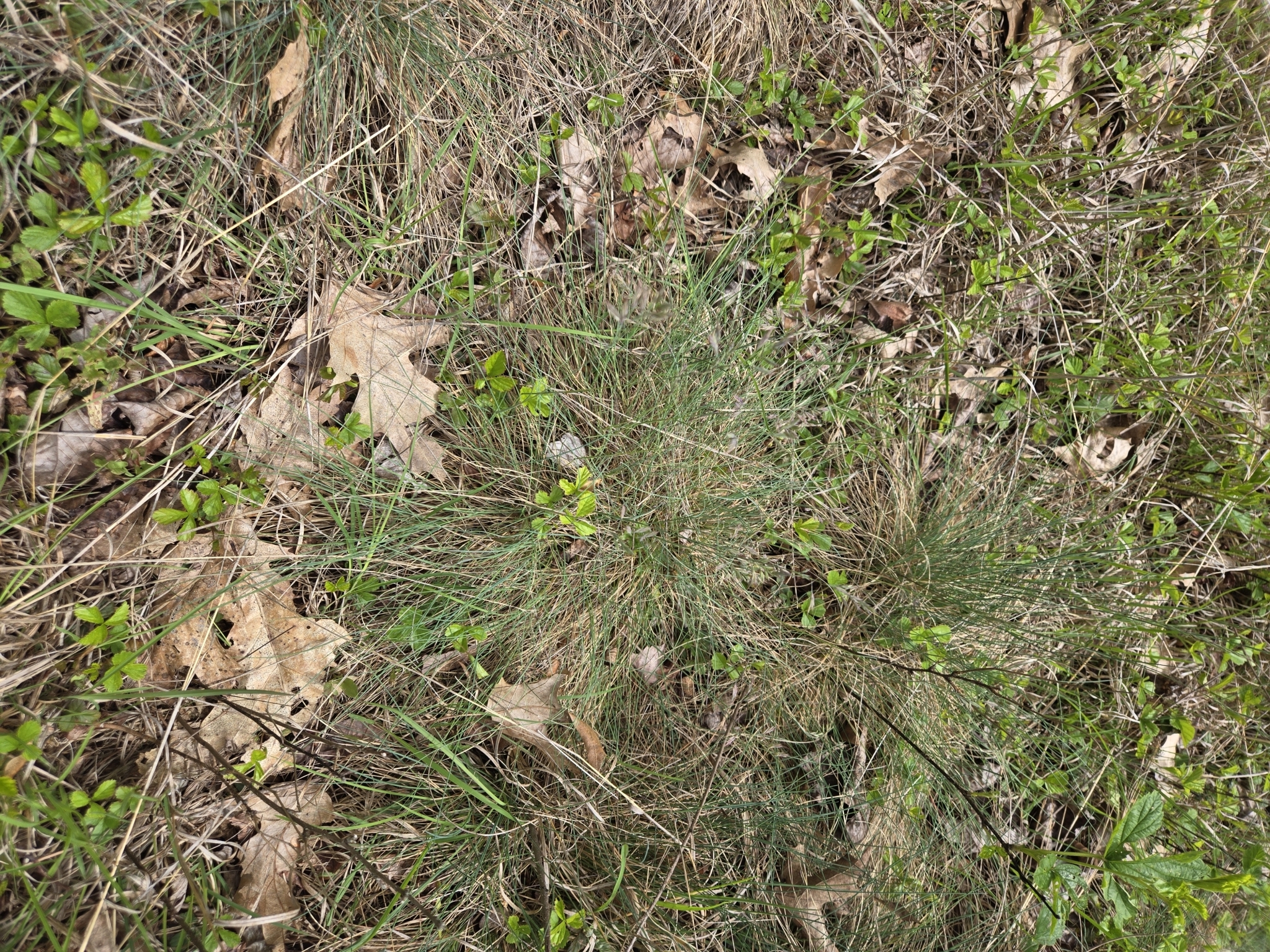 Imagem de Festuca azul
