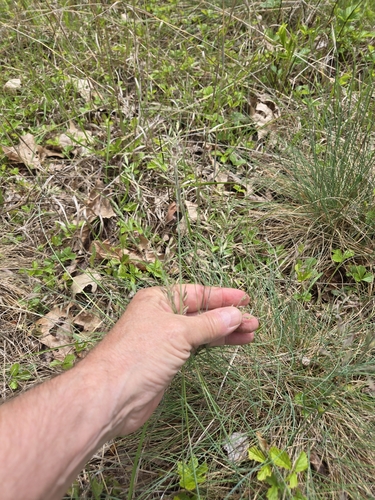 Foto de Festuca azul