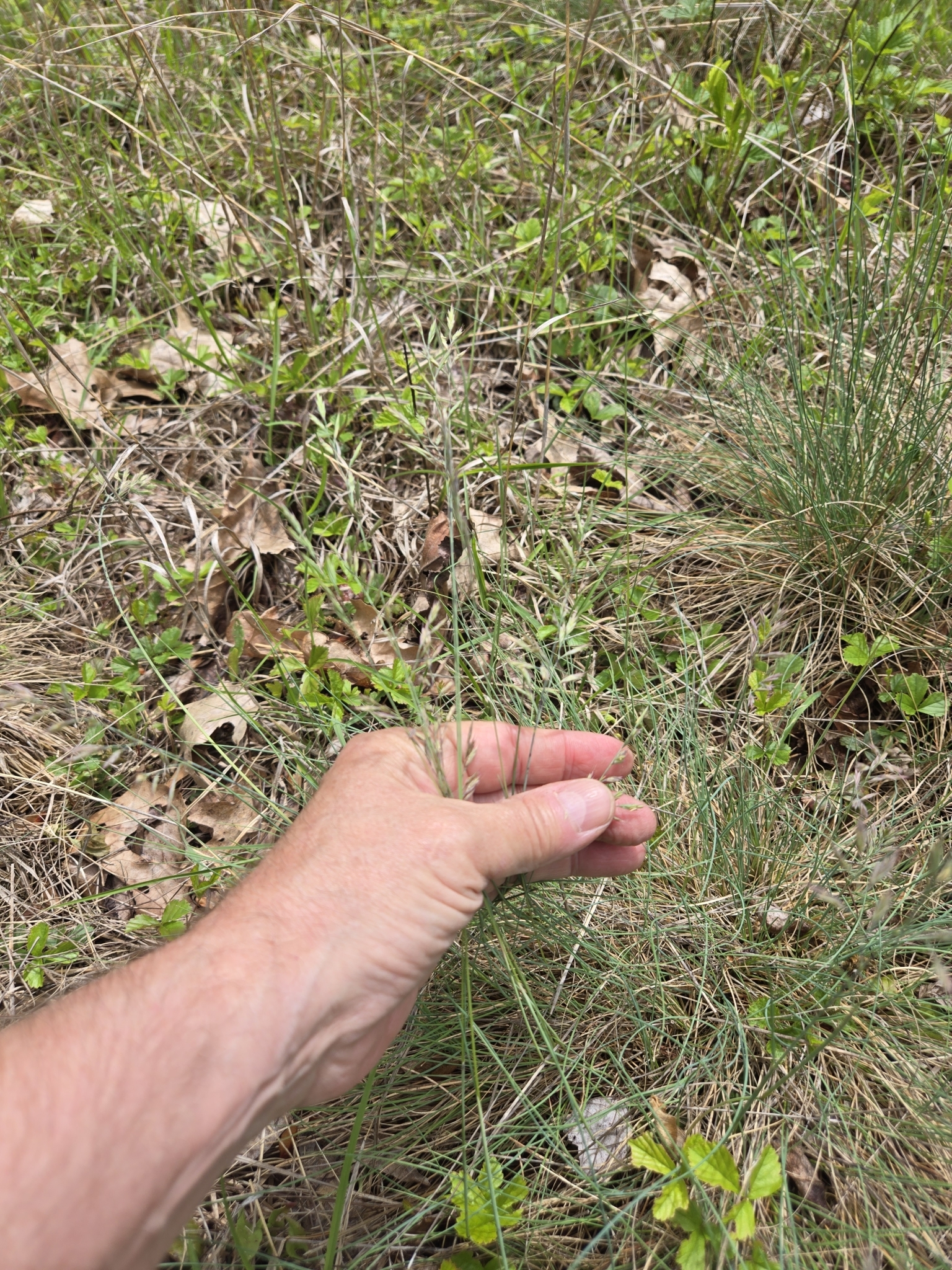 Imagem de Festuca azul