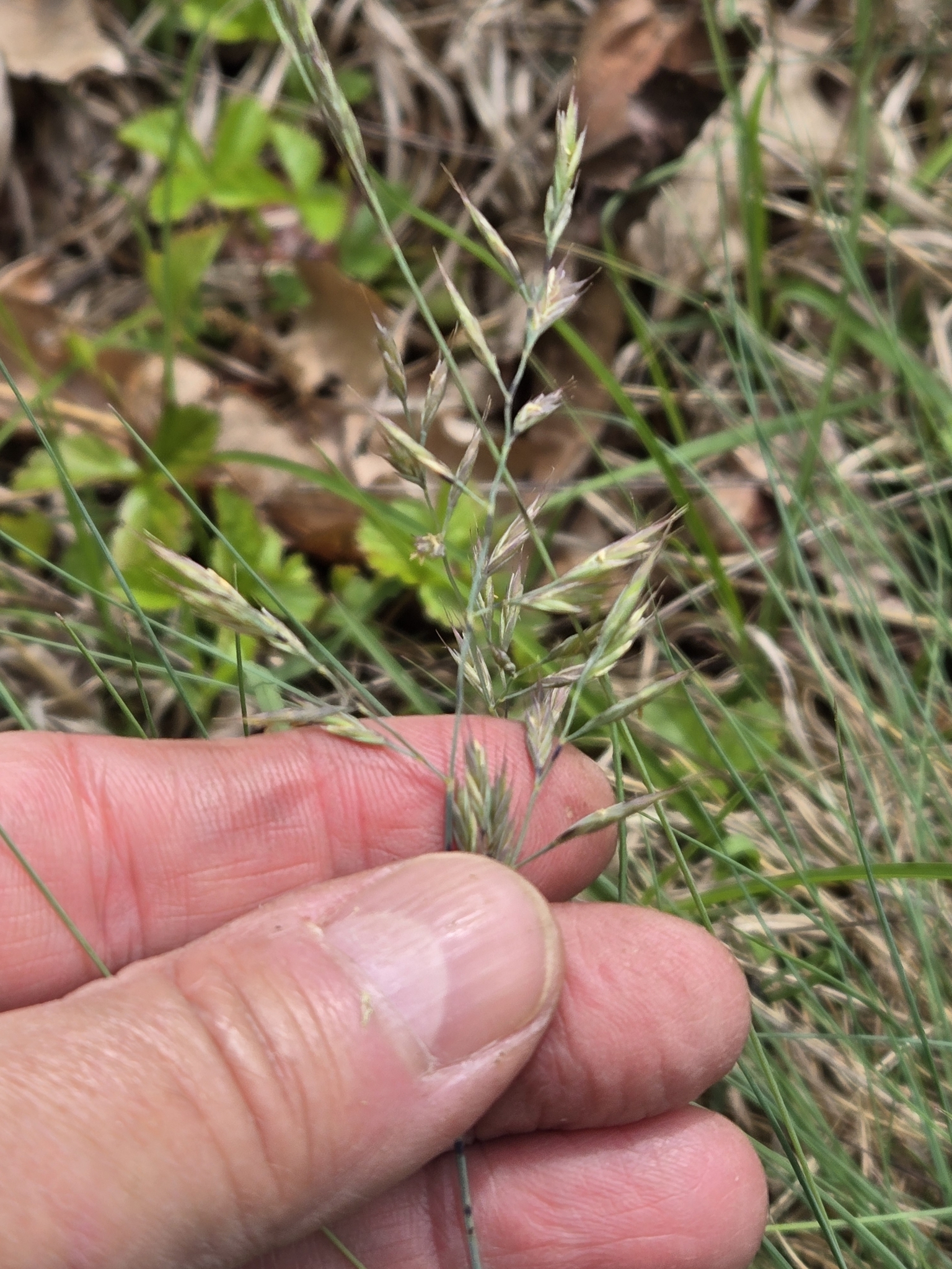Imagem de Festuca azul