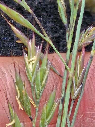 Foto de Festuca azul