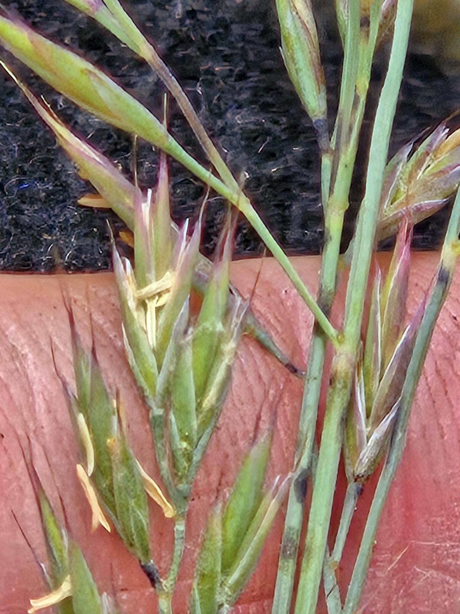 Imagem de Festuca azul