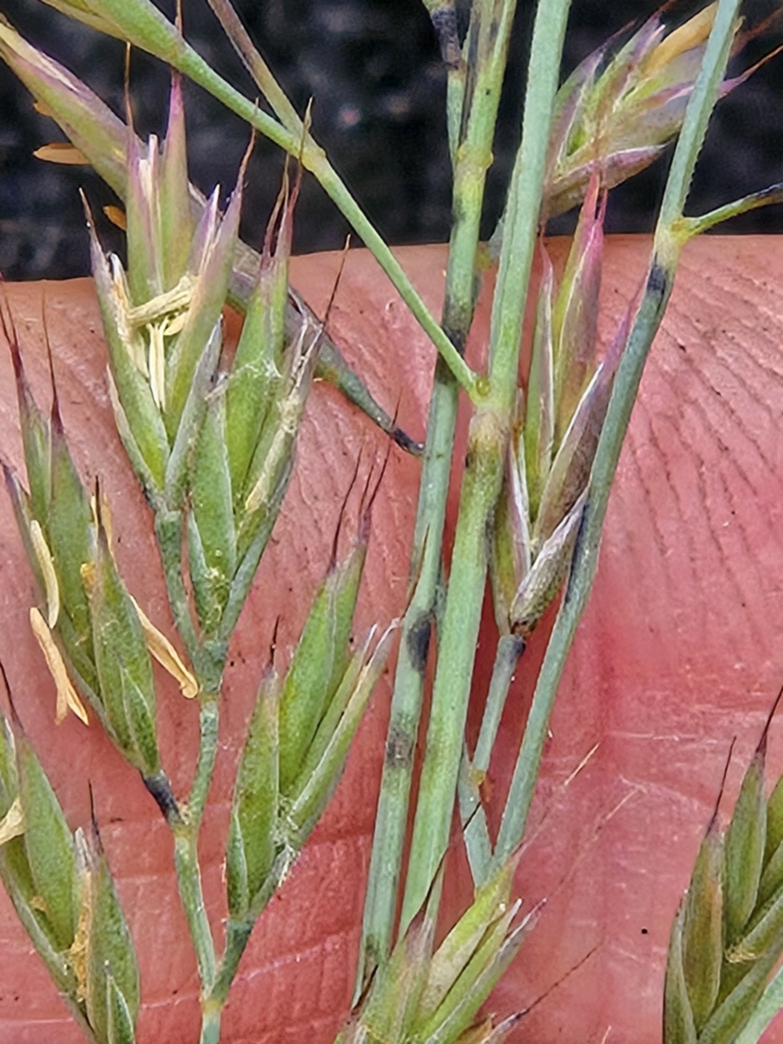 Imagem de Festuca azul