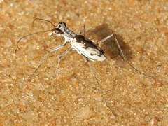 Ellipsoptera hirtilabris