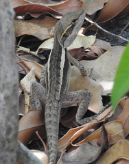 Lophognathus gilberti