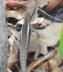 Lophognathus gilberti