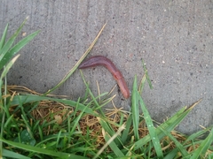 Lumbricus terrestris