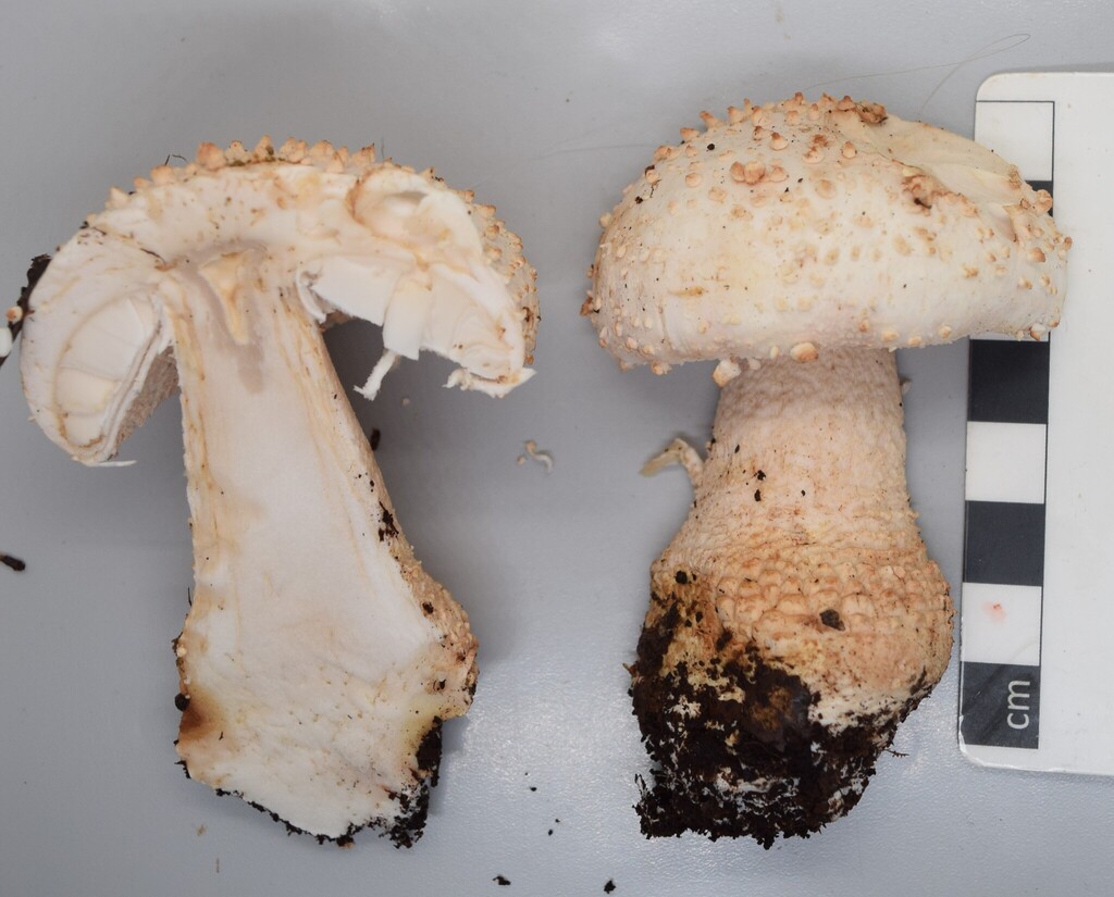 Amanita pareparina · May 2025 · photo: © davidwhyte (iNaturalist, cc-by-sa)