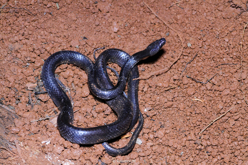 Sulawesi Wolf Snake