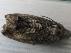 Cydia glandicolana