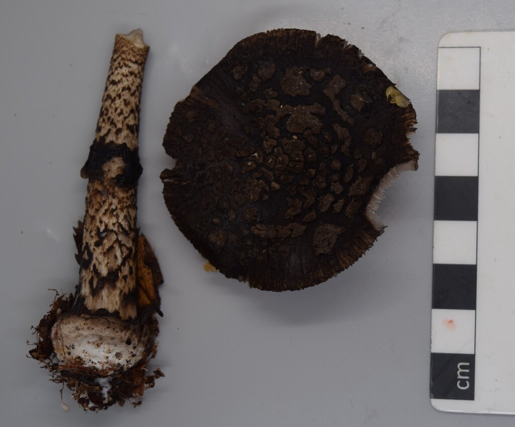 Amanita nigrescens