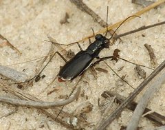Cicindela abdominalis