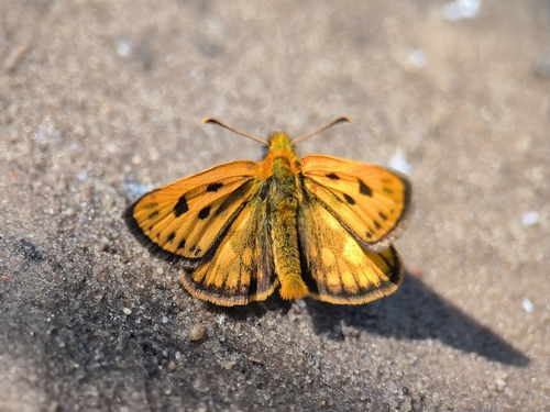 Geltonmargė Hesperija nuotrauka