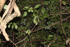 Paradoxurus musangus javanicus