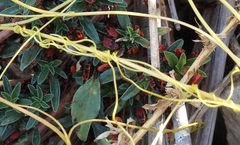 Cuscuta monogyna