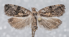 Endothenia