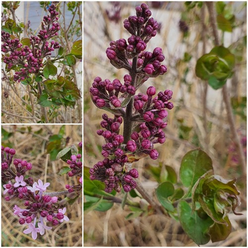 Syringa oblata, photograph 2