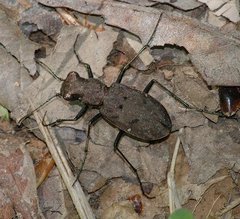 Apterodela unipunctata