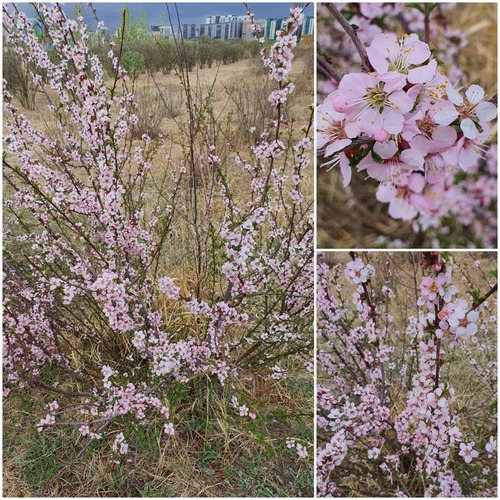 Flowering Plum (Prunus triloba)