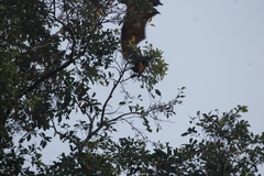 Pteropus vampyrus