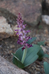 Lachenalia carnosa