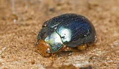 Calomela ruficeps