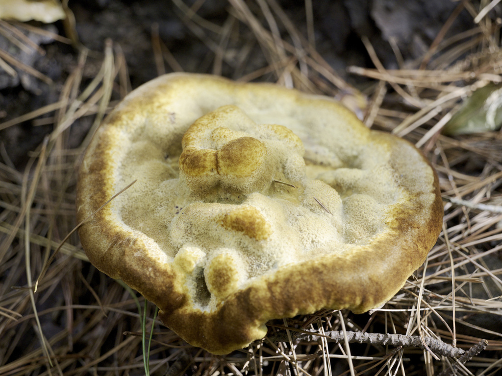 Phaeolus schweinitzii · April 2025 · photo: © thatmash (iNaturalist, cc0)