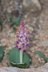 Lachenalia carnosa