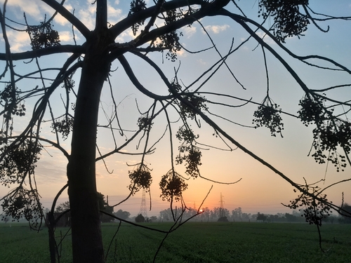 Chinaberry