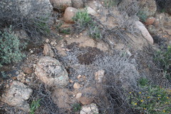 Pronolagus rupestris