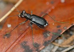Cicindela abdominalis