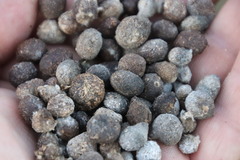 Pronolagus rupestris