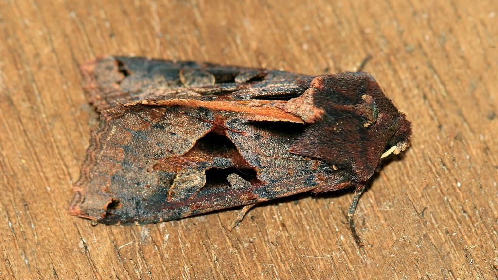 Neumichtis signata