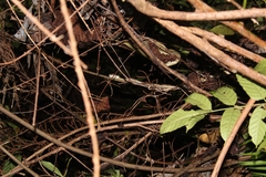 Boiga cynodon