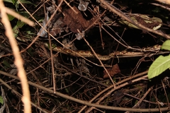 Boiga cynodon