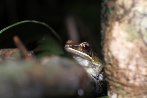 Chalcorana mocquardi