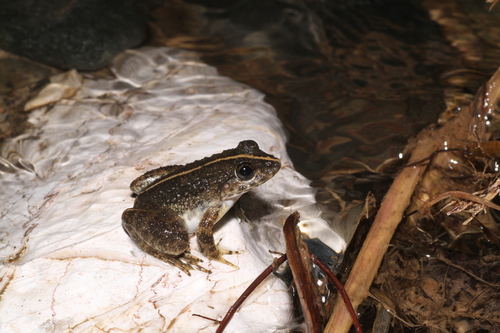 Limnonectes grunniens