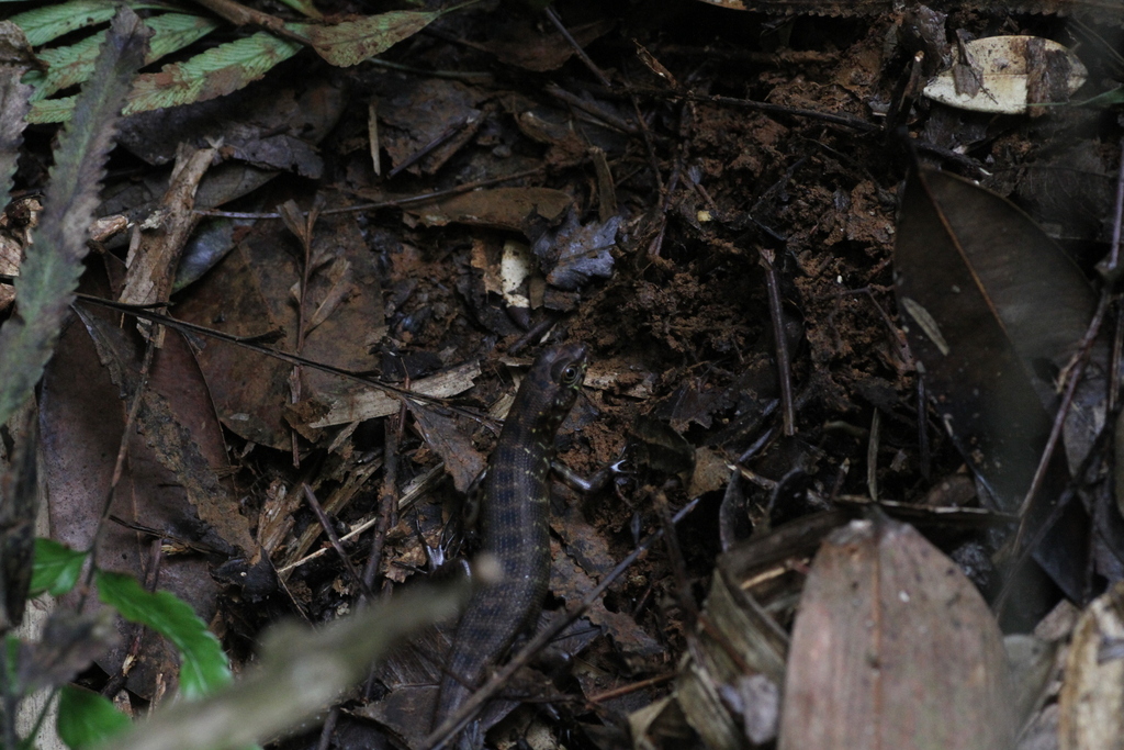 Sulawesi Forest Skink (Sphenomorphus tropidonotus)
