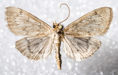 Anania extricalis dionalis
