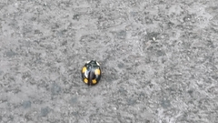 Harmonia axyridis