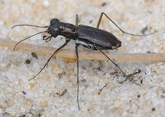 Cicindela abdominalis