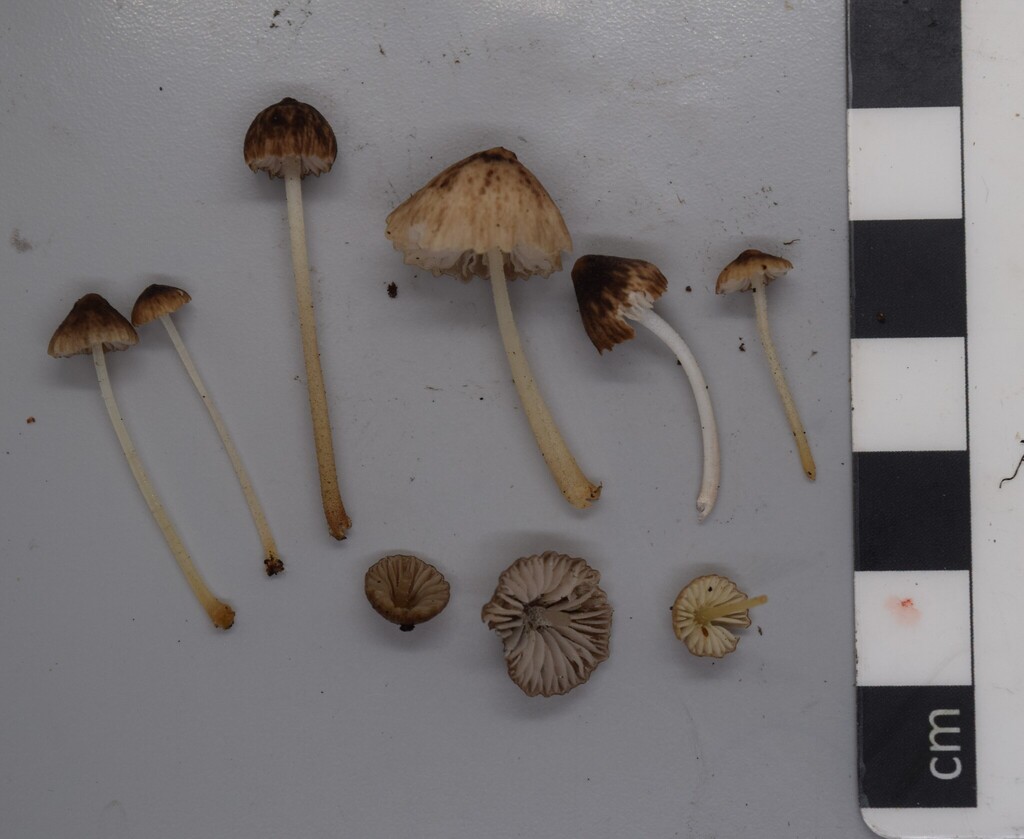 Pseudohydropus parafunebris · May 2025 · photo: © davidwhyte (iNaturalist, cc-by-sa)
