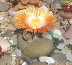 Pleiospilos